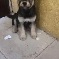 توله سگ ژرمن