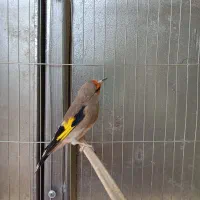 سهره سقا کرمانی|پرنده|کرمان, |دیوار