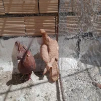 یک جفت کبوترنروماده