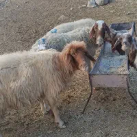 حیوانات مزرعه|حیوانات مزرعه|ایلام, |دیوار