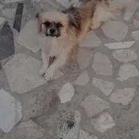 سگ پاپی|سگ|تربتحیدریه, باغ ملی|دیوار