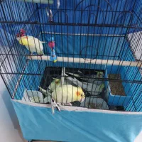 جوجه عروس هلندی