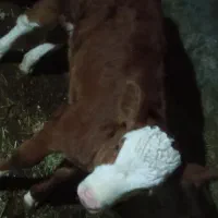 گاو شیری|حیوانات مزرعه|سراجو, |دیوار