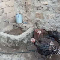 بوقلمون فروشی برای اهالی ماکو