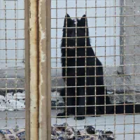 ژرمن بلک|سگ|یزد, |دیوار