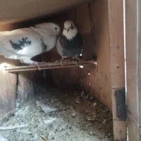 کفتر|پرنده|کرج, شهرک رضوانیه|دیوار