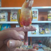 طوطی گرینچیک سوپر رام و سخنگو اسمش فلفل|پرنده|قائم‌شهر, |دیوار