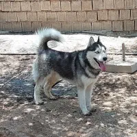 سگ هاسکی مالاموت اصل|سگ|شوشتر, |دیوار