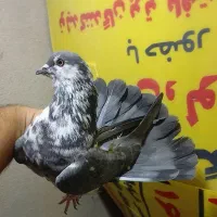 کبوتر پرشی غریب|پرنده|کوهدشت, |دیوار