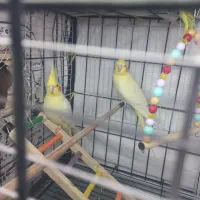 عروس هلندی زعفرانی|پرنده|آبدانان, |دیوار