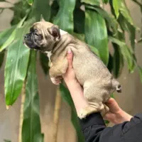 سگ فرنچ بولداگ