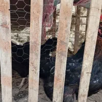 ۲ عدد مرغ تخم گذار مشکی ۱۱ ماهه