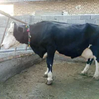 گاو مونت بیلیارد ابستن