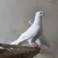 کبوتر سفید اراکی نر