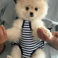 واگذری سگ پامر اصیل پنج ماهه