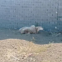 میش بره دار