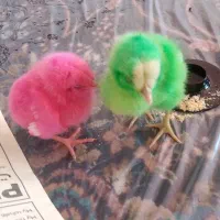 واگذاری جوجه رنگی