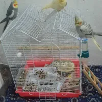 ۵‌عددطوطی عروس‌ همراه باقفس ومعلقات