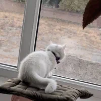 گربه بیریتیش ۳ ماهه|گربه|تهران, شهرک شریعتی|دیوار