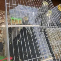 ۴تا جوجه عروس هلندی|پرنده|تهران, تهرانسر شمالی|دیوار