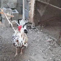 خروس اصل چهل تاج گلین|حیوانات مزرعه|اهرم, |دیوار
