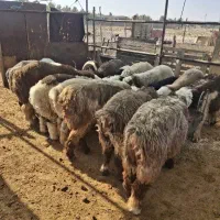 بره نر|حیوانات مزرعه|مرودشت, شهرک مهدیه|دیوار