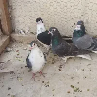 پرنده|پرنده|اصفهان, زهران|دیوار