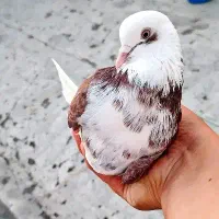 کبوتر شازده و سسلی
