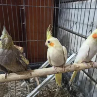 فروش جوجه عروس هلندی