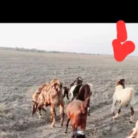 یک جفت نر بز خیلی عالی معاوضه با گوسفند هم داریم|حیوانات مزرعه|گنبد کاووس, |دیوار