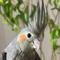 عروس هلندی نر چهار ماهه با قفس