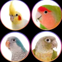 طوطی عروس گرینچیک راهب خورشیدی برزیلی عشق