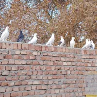 کفتر پشت و کاکل پرپا