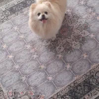 سگ خونگی ریز