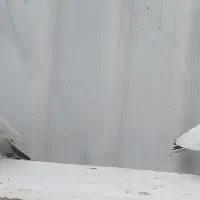 کبوتر ساعت سنگین پرشی تظمینی