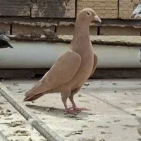 رنگه زیبا زرد پرتغالی