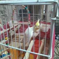 عروس هلندی لوتینو|پرنده|شیراز, معالیآباد|دیوار