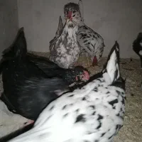 تخم گلین|حیوانات مزرعه|بروجرد, |دیوار