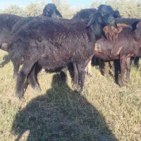 قزل افشار|حیوانات مزرعه|فیروزآباد (آذربایجان), |دیوار