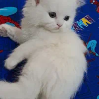 گربه بریتیش