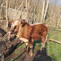 ورزا کوله چالوسی خوشرنگ و آروم گاو لیشه