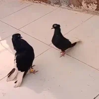 پرنده دم سفید|پرنده|باوی, |دیوار