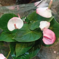 انواع گیاهان گل دار فصلی و چهارفصل