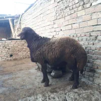 بره قوچ 15ماهه|حیوانات مزرعه|بندر گز, |دیوار