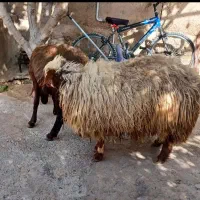 بنر از هفت ملیون به بالا پرداخت بعد از تحویل