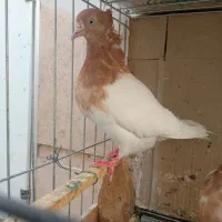 کفتر کله زرد ماده