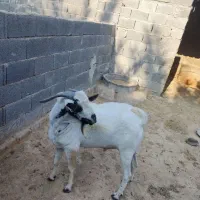 پازن سومالی دو ساله