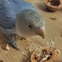 واگذاری طوطی برزیلی