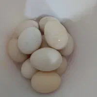 تخم محلی ارگانیک برای خوراک و خوابوندن