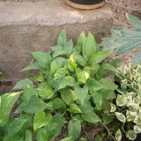 پتوس|گل و گیاه طبیعی|مشهد, نیروی هوایی|دیوار